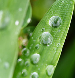 Environment